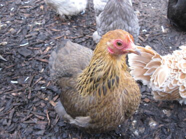 Rebhuhn Pekin Henne