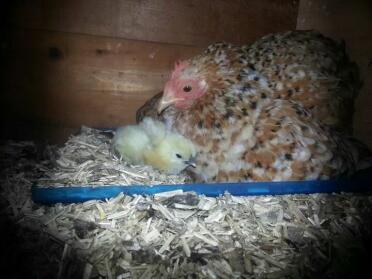 Pekin und Baby!
