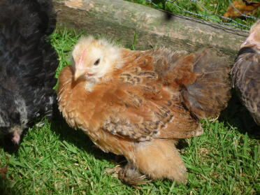 A young pekin bantam Cockerel.