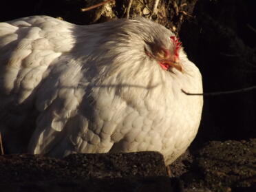 Puffball