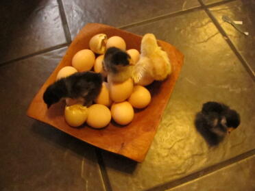 sie sind geflohen !!!!!!