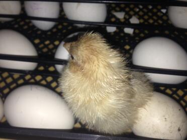 A buff pekin bantam chick.