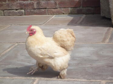 Pekin Bantam chicken - lemon coloured!