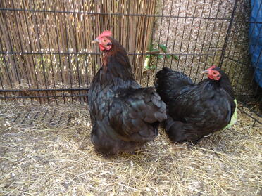 Pekin bantams are a lovely breed!