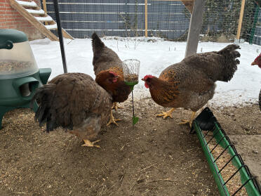 Larve di mosca soldato molto richieste