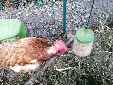 Petula enjoying her toy