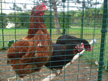 Chickens enjoy the view from their perch