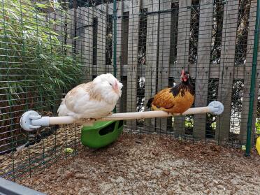 Chickens on Omlet Universal Chicken Perch in Omlet Walk in Chicken Run