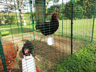Perches can be placed inside your run