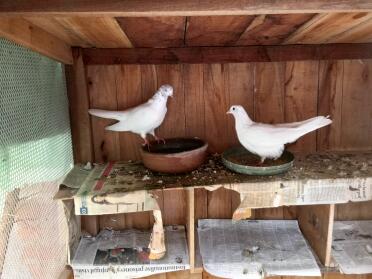 PiGeons