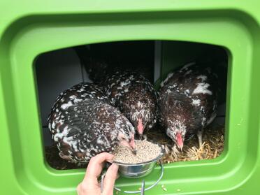 Our young speckled sussex trio enjoying this bedding in their Cube
