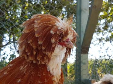 Polish chickens are such a lovely breed!
