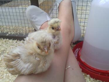 A pair of poland chicks.