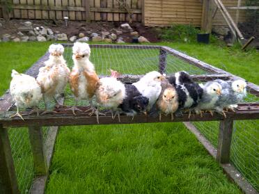 Alle in einer Linie (Pekins und Polnisch)