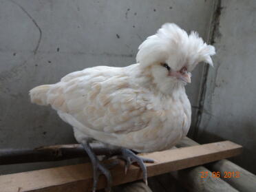Bearded white poland