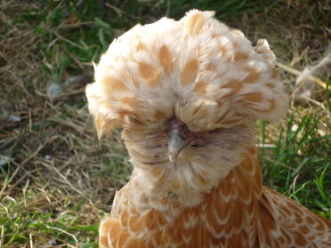 Chamios hen