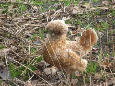 Chickens are great pets