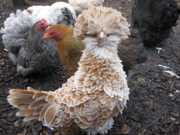 Frizzle Polish Hen