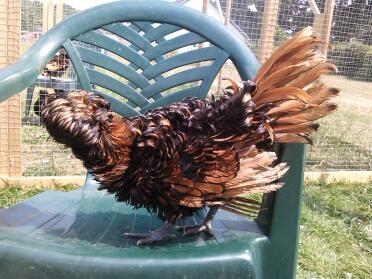 Gold Frizzle Boy