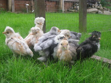 Gemischte Farben von Pekin und polnischen Küken