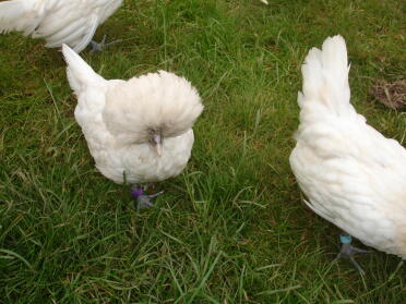 Poland bantam (5 weeks old)