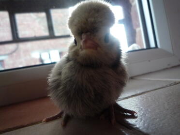 This is my polish chick