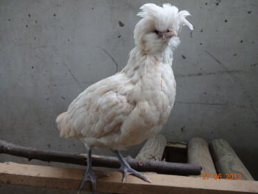 A white poland chicken.