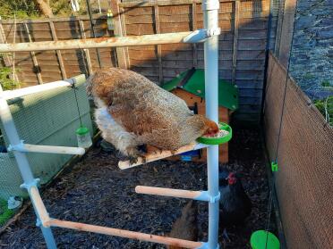 Hens enjoying their new Poletree