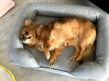 This dog enjoys stretching in his bolster bed
