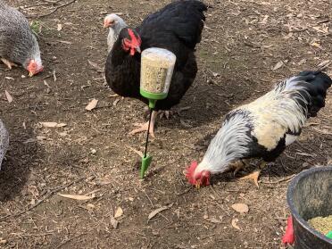 Chickens love to snack from the peck toy!