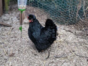 Our Bantam Violet checking out her new toy