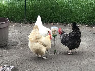 Chickens love corn