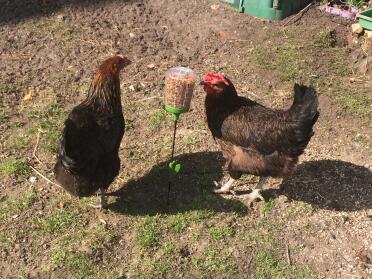 Look at these happy hens enjoying the peck toy!