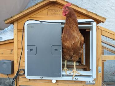 This chicken is chuffed with their autodoor!