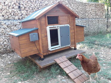 Omlet grey automatic chicken coop door attached to wooden chicken coop