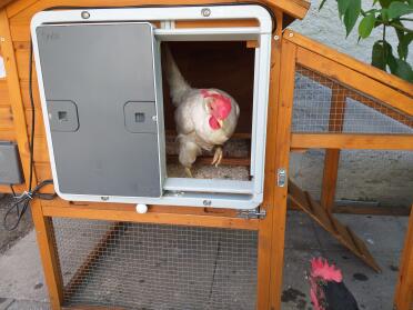 Give your chickens a grand entrance to their home with the Autodoor.