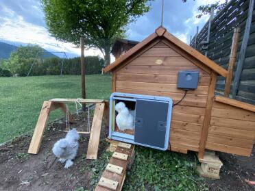 Omlet Grey Automatic Chicken Coop Door Attached to Wooden Chicken Coop
