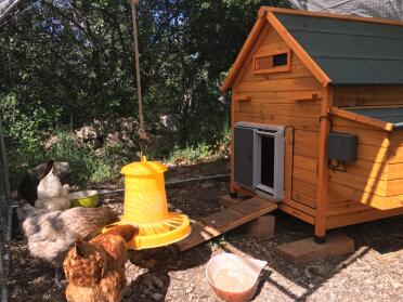 The coop light can be added to encourage your chickens to return in the coop in the evening