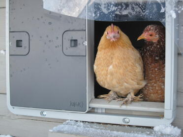 What happy little hens!