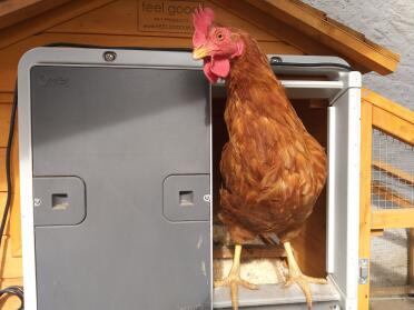 Omlet Grey Automatic Chicken Coop Door with chicken attached to Wooden Chicken Coop