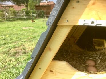 Chickens can safely lay their eggs here