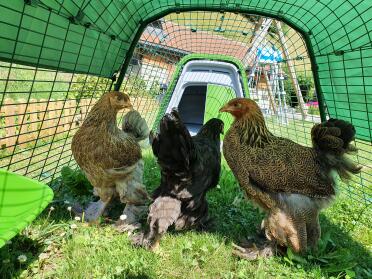 Chickens are enjoying the shade provided by the cover