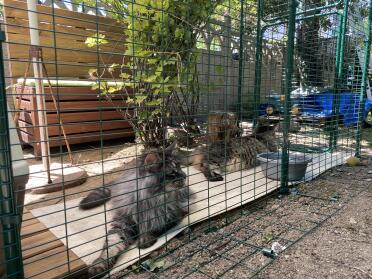 First minutes when my 2 cats seem to appreciate their enclosure which allows them to Discover the outside of the house ????????