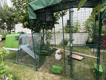 My chickens' house