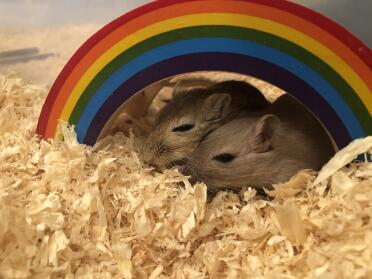 Happiness under a rainbow! 