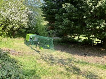 Ready for the arrival of the ladies tomorrow - then a couple of days homing and free ranging in utopia !