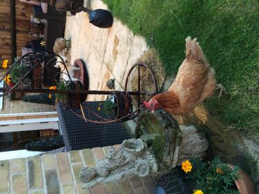Sadie trinkt aus dem brunnen