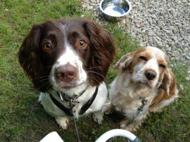 Sally & fudge in ullswater