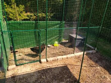 Omlet Walk in Chicken Run