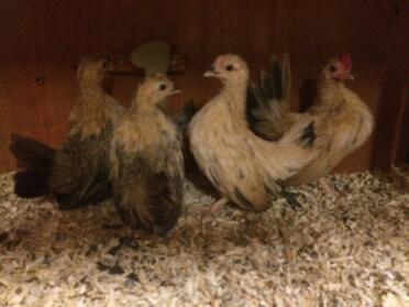Serama chickens make friendly pets!